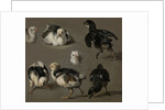 Seven Chicks by Melchior d' Hondecoeter