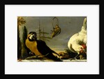 Birds on a Balustrade by Melchior d' Hondecoeter
