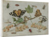 Insects and Fruit by Jan van Kessel I