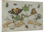 Insects and Fruit by Jan van Kessel I