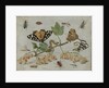Insects and Fruit by Jan van Kessel I