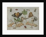 Insects and Fruit by Jan van Kessel I