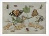 Insects and Fruit by Jan van Kessel I