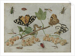 Insects and Fruit by Jan van Kessel I