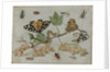 Insects and Fruit by Jan van Kessel I