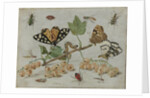 Insects and Fruit by Jan van Kessel I