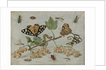 Insects and Fruit by Jan van Kessel I
