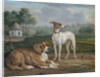 Two dogs by Jan Dasveldt