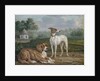 Two dogs by Jan Dasveldt