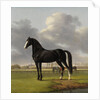 Adriaan van der Hoop’s Trotter ‘De Vlugge’, The Fast One in a Meadow by Anthony Oberman