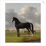 Adriaan van der Hoop’s Trotter ‘De Vlugge’, The Fast One in a Meadow by Anthony Oberman