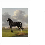 Adriaan van der Hoop’s Trotter ‘De Vlugge’, The Fast One in a Meadow by Anthony Oberman