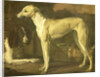 Portrait of a Greyhound and Spaniel by Jan Weenix