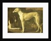 Portrait of a Greyhound and Spaniel by Jan Weenix