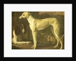 Portrait of a Greyhound and Spaniel by Jan Weenix