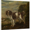 A spaniel by Paulus Potter