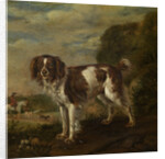 A spaniel by Paulus Potter
