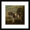 A spaniel by Paulus Potter