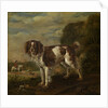 A spaniel by Paulus Potter