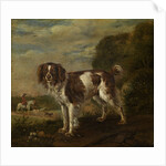 A spaniel by Paulus Potter