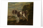 A spaniel by Paulus Potter