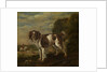 A spaniel by Paulus Potter