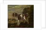 A spaniel by Paulus Potter