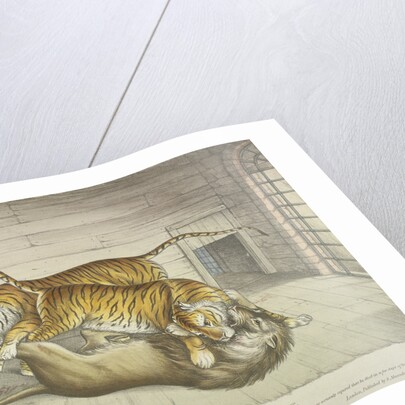 Extraordinary and Fatal Combat...between a lion and a tiger and tigress...,Tower of London by Anonymous