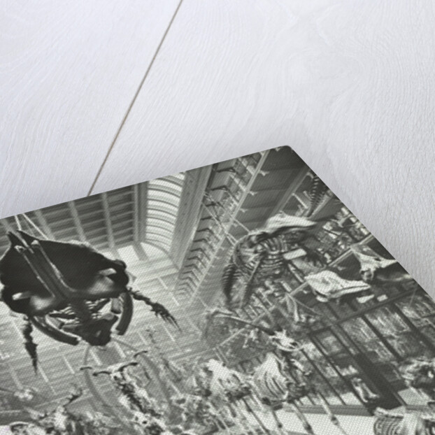 Animal skeletons at the Royal College of Surgeons, Westminster, London, 1911 by Unknown