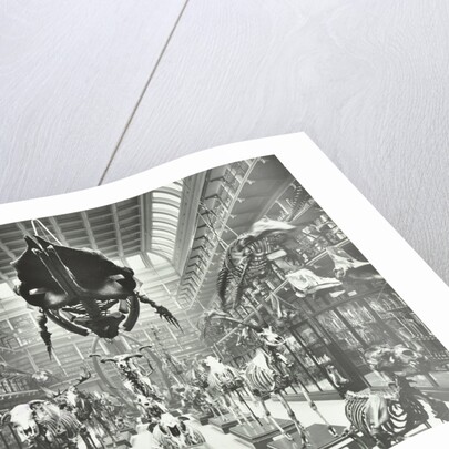 Animal skeletons at the Royal College of Surgeons, Westminster, London, 1911 by Unknown