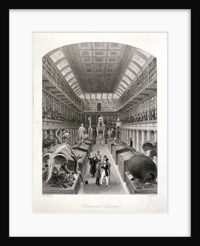 Animal skeletons at the Hunterian Museum, Lincoln's Inn Fields, Holborn, London by E Radclyffe