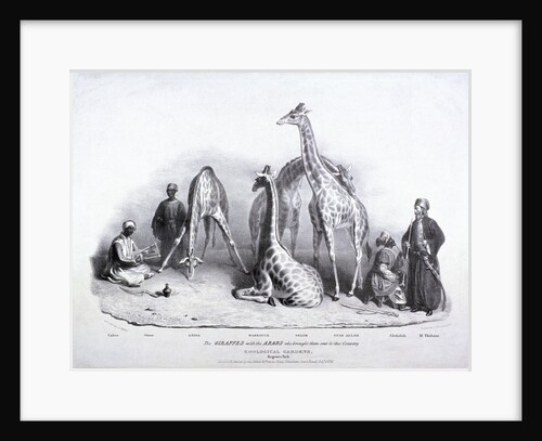 Giraffes at the Zoological Gardens, Regent's Park, Marylebone, London by George Scharf