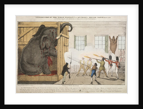 Destruction of the noble elephant sat Mr Cross's Exeter Change by Ingrey and Madeley