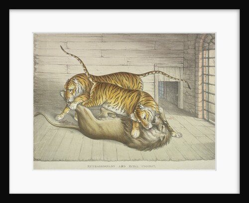 Extraordinary and Fatal Combat...between a lion and a tiger and tigress...,Tower of London by Anonymous