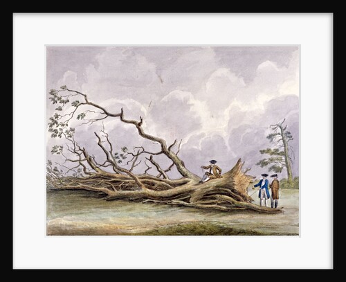 Trees damaged by a storm of 15th October, Roehampton, London by Edwin Edwards