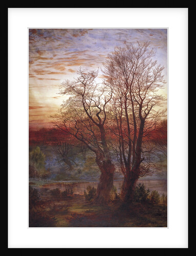 Burnham Beeches by Andrew MacCallum