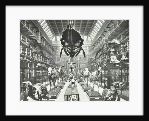 Animal skeletons at the Royal College of Surgeons, Westminster, London, 1911 by Unknown