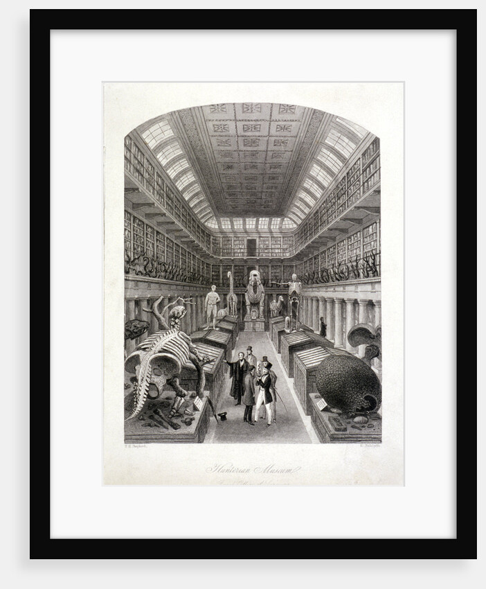 Animal skeletons at the Hunterian Museum, Lincoln's Inn Fields, Holborn, London by E Radclyffe