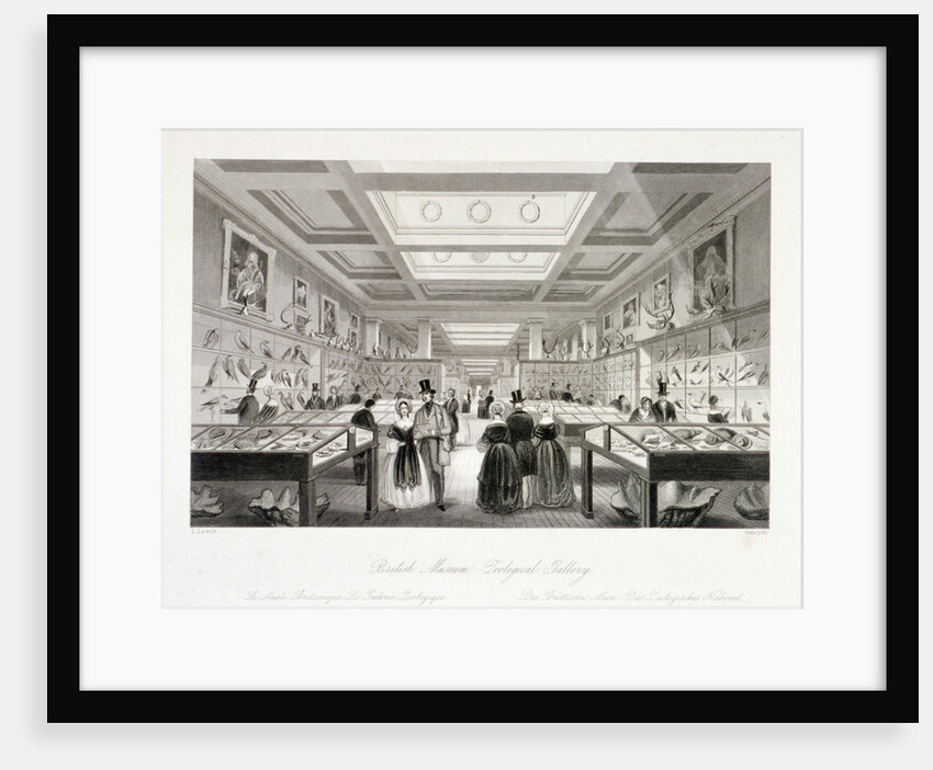The Zoological Gallery, British Museum, Holborn, London by William Radclyffe