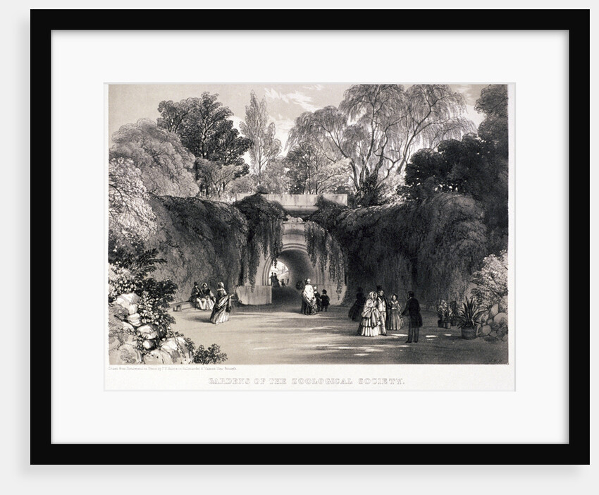 Zoological Gardens, Regent's Park, Marylebone, London by FW Hulme