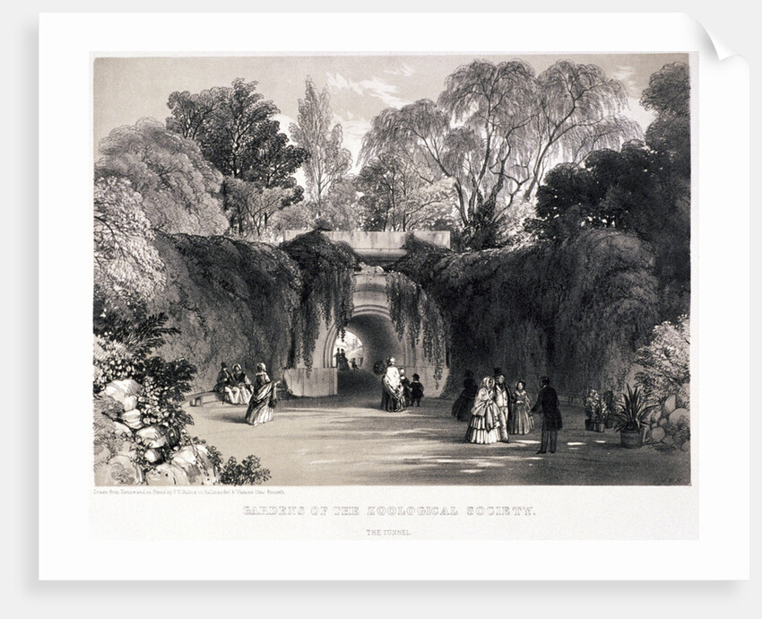 Zoological Gardens, Regent's Park, Marylebone, London by FW Hulme