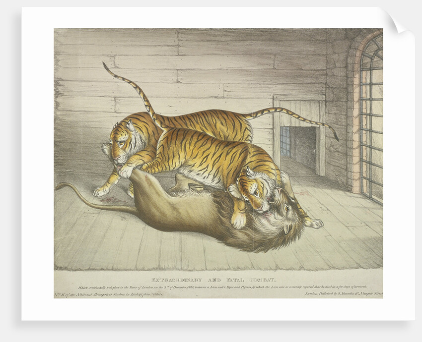 Extraordinary and Fatal Combat...between a lion and a tiger and tigress...,Tower of London by Anonymous
