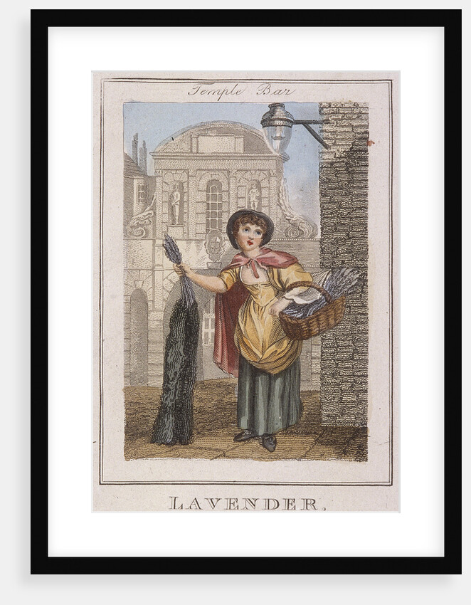 Lavender, Cries of London by Anonymous