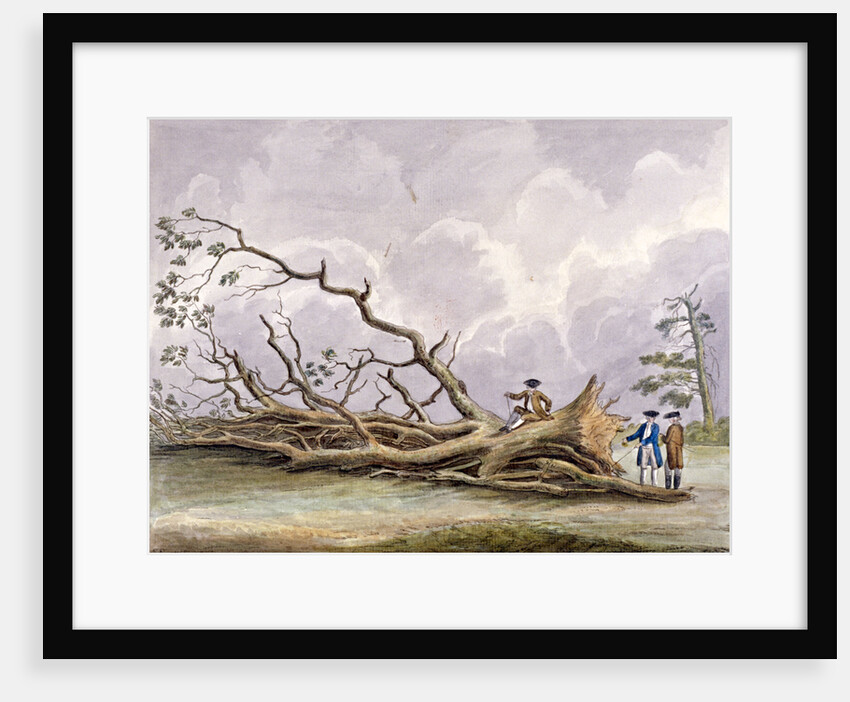 Trees damaged by a storm of 15th October, Roehampton, London by Edwin Edwards