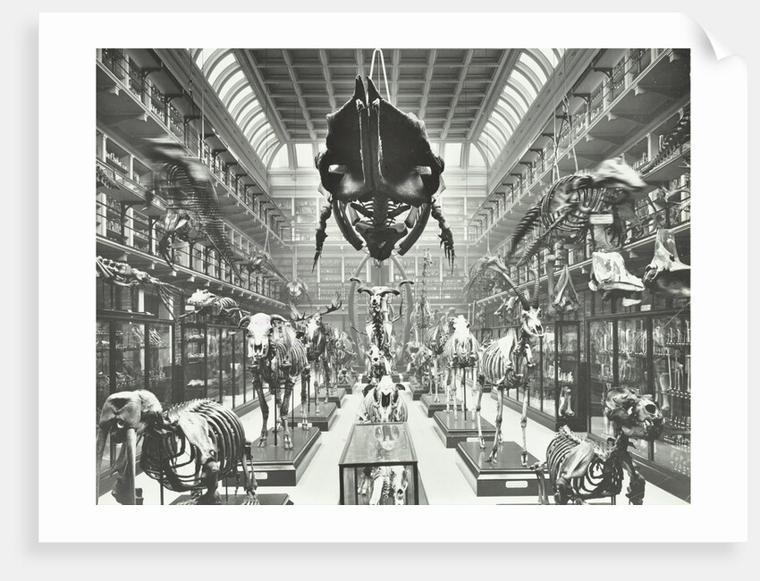 Animal skeletons at the Royal College of Surgeons, Westminster, London, 1911 by Unknown