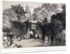 Zoological Gardens, Regent's Park, Marylebone, London by FW Hulme