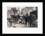 Zoological Gardens, Regent's Park, Marylebone, London by FW Hulme