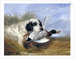 Dog with Wild Duck by Richard Ansdell