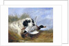 Dog with Wild Duck by Richard Ansdell