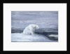 Polar Bears watching for Seals at an Ice Hole by John MacAllan Swan